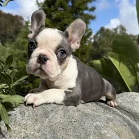 Husky pink, a male French Bulldog for sale in Riverside, CA – Photo 3 of 9