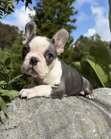 Husky pink, a male French Bulldog for sale in Riverside, CA – Photo 3 of 9