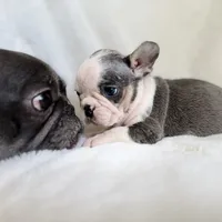 Husky pink, a male French Bulldog for sale in Riverside, CA – Photo 5 of 9