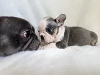 Husky pink, a male French Bulldog for sale in Riverside, CA – Photo 5 of 9