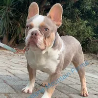 Husky pink, a male French Bulldog for sale in Riverside, CA – Photo 7 of 9