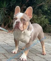 Husky pink, a male French Bulldog for sale in Riverside, CA – Photo 7 of 9