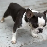 Husky pink, a male French Bulldog for sale in Riverside, CA – Photo 8 of 9