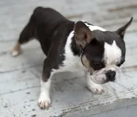 Husky pink, a male French Bulldog for sale in Riverside, CA – Photo 8 of 9