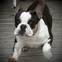 Husky pink, a male French Bulldog for sale in Riverside, CA – Photo 2 of 9