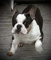 Husky pink, a male French Bulldog for sale in Riverside, CA – Photo 2 of 9