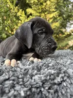 Black male , a male Great Dane for sale in Riverside, CA – 4 of 4