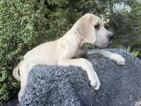 Blue Fawn merle , a male Great Dane for sale in Murrieta, CA – 2 of 10