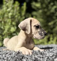 Fawn merle , a male Great Dane for sale in Riverside, CA – 5 of 6