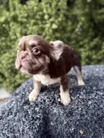 Rojo fluffy princess, a female French Bulldog for sale in Murrieta, CA – 10 of 10