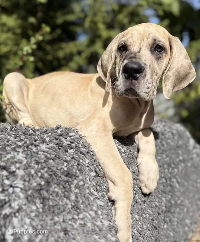 Fawn merle  – Great Dane puppy for sale in Murrieta, CA