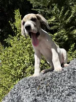 Blue fawn pied , a male Great Dane for sale in Murrieta, CA – 5 of 9