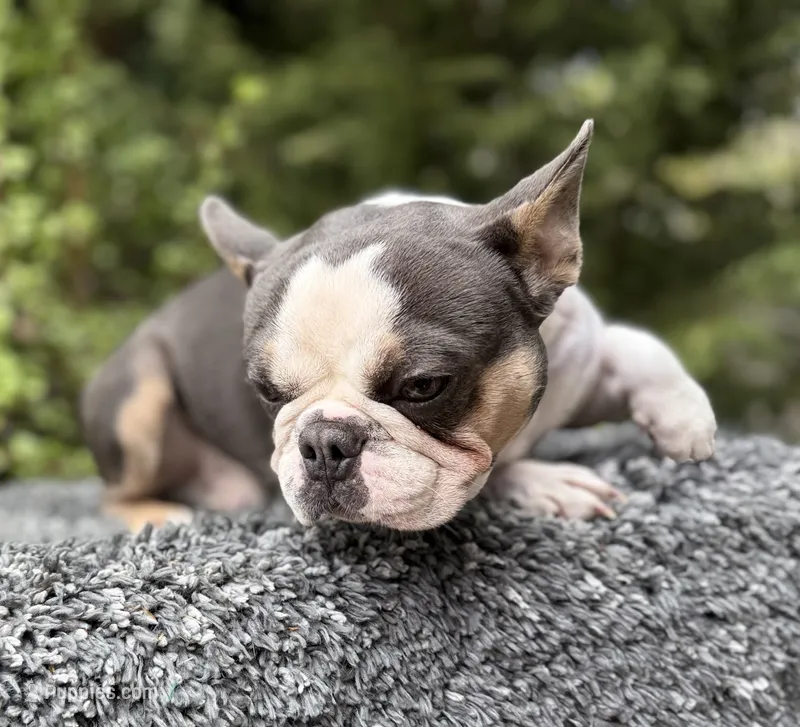 Baxter/Husky pink – French Bulldog puppy for sale in Murrieta, CA