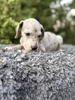 Blue Merle , a female Great Dane for sale in Riverside, CA – 4 of 4