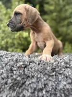 Fawn boy , a male Great Dane for sale in Riverside, CA – 2 of 5
