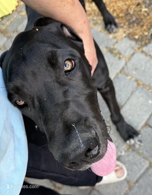 Black TP carrier  – Great Dane puppy for sale in Riverside, CA