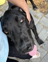 Black TP carrier , a male Great Dane for sale in Riverside, CA – 10 of 10