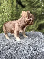 Rojo fluffy princess, a female French Bulldog for sale in Murrieta, CA – 9 of 10