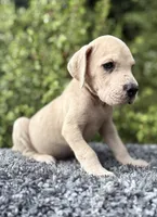 Blue Fawn merle , a male Great Dane for sale in Riverside, CA – 5 of 5