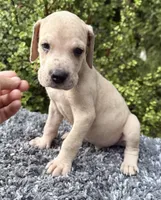Blue Fawn merle , a male Great Dane for sale in Riverside, CA – 4 of 5