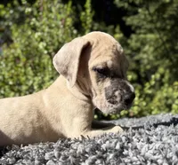 Fawn merle , a male Great Dane for sale in Riverside, CA – 2 of 6