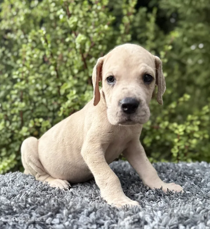 Blue Fawn merle  – Great Dane puppy for sale in Riverside, CA