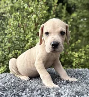 Blue Fawn merle , a male Great Dane for sale in Riverside, CA – 1 of 5