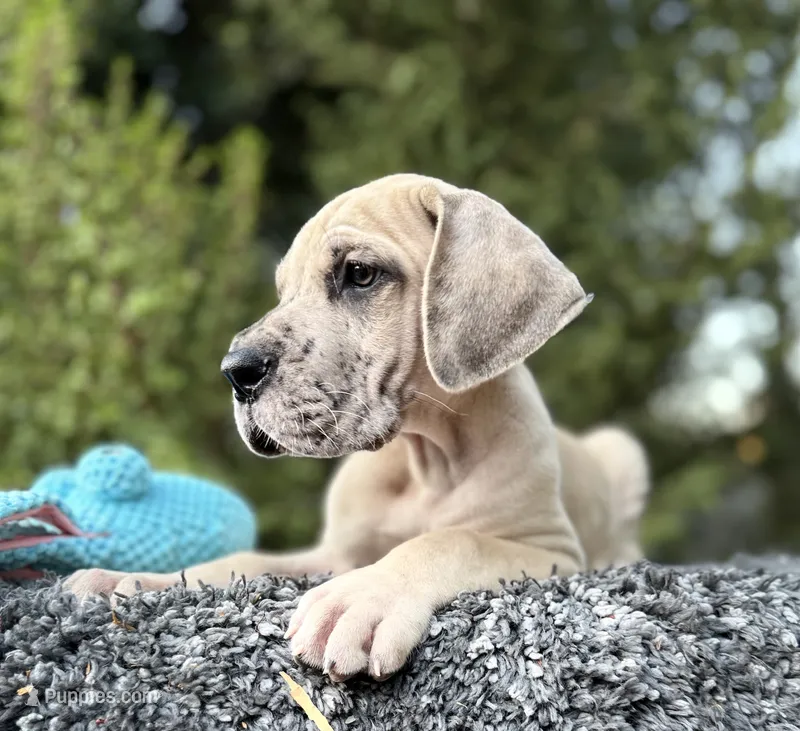 Fawn merle  – Great Dane puppy for sale in Murrieta, CA