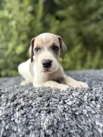 Blue fawn pied , a male Great Dane for sale in Riverside, CA – 2 of 5