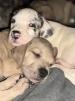 Blue Fawn merle , a male Great Dane for sale in Riverside, CA – 2 of 5