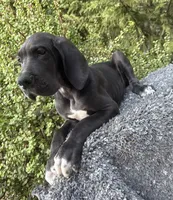 Black male , a male Great Dane for sale in Murrieta, CA – 2 of 10