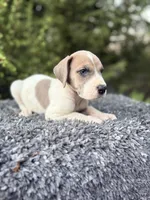 Blue fawn pied , a male Great Dane for sale in Riverside, CA – 5 of 5