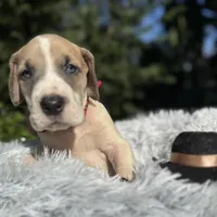 Blue fawn pied boy, a male Great Dane for sale in Riverside, CA – Photo 9 of 10