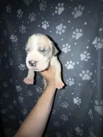 Blue fawn pied boy, a male Great Dane for sale in Riverside, CA – Photo 2 of 4