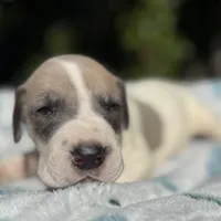 Blue fawn pied boy, a male Great Dane for sale in Riverside, CA – Photo 2 of 10