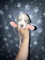 Blue fawn pied boy, a male Great Dane for sale in Riverside, CA – Photo 1 of 4