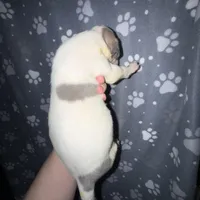 Blue fawn pied boy, a male Great Dane for sale in Riverside, CA – Photo 4 of 10