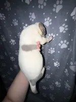 Blue fawn pied boy, a male Great Dane for sale in Riverside, CA – Photo 4 of 4