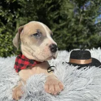 Blue fawn pied boy, a male Great Dane for sale in Riverside, CA – Photo 8 of 10