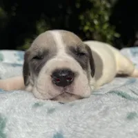 Blue fawn pied boy, a male Great Dane for sale in Riverside, CA – Photo 5 of 10