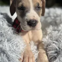 Blue fawn pied boy, a male Great Dane for sale in Riverside, CA – Photo 7 of 10