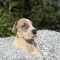 Blue fawn pied boy, a male Great Dane for sale in Riverside, CA – Photo 10 of 10