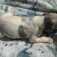 Blue fawn pied boy, a male Great Dane for sale in Riverside, CA – Photo 6 of 10