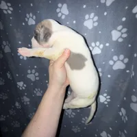 Blue fawn pied boy, a male Great Dane for sale in Riverside, CA – Photo 3 of 10