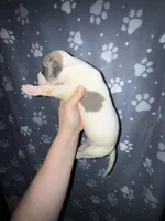 Blue fawn pied boy, a male Great Dane for sale in Riverside, CA – Photo 3 of 4