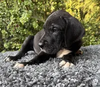 Black male , a male Great Dane for sale in Riverside, CA – 3 of 4