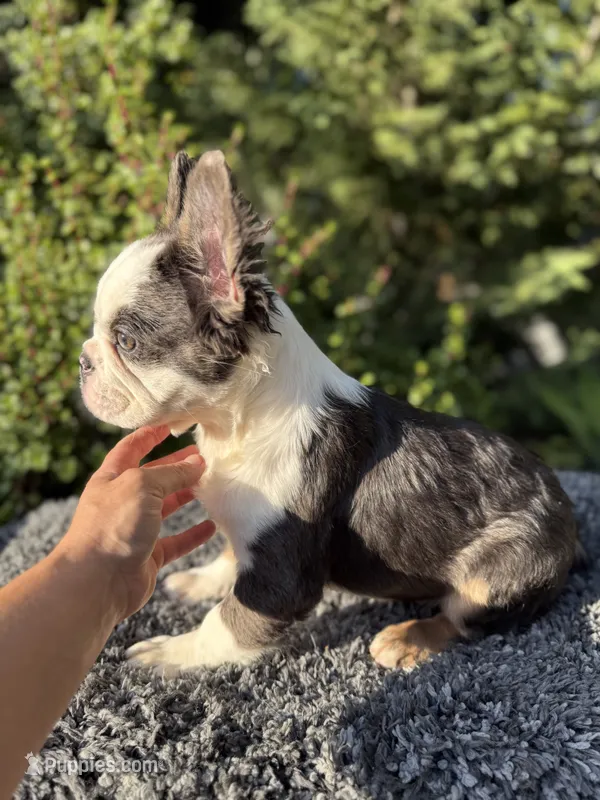 Blue/tan husky w/pink  – French Bulldog puppy for sale in Riverside, CA