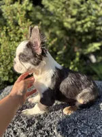 Blue/tan husky w/pink , a male French Bulldog for sale in Riverside, CA – 1 of 2