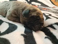 Brindle 1, a female Perro de Presa Canario for sale in Meshoppen, PA – Photo 1 of 2