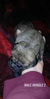 Brindle 1, a female Perro de Presa Canario for sale in Meshoppen, PA – Photo 2 of 2